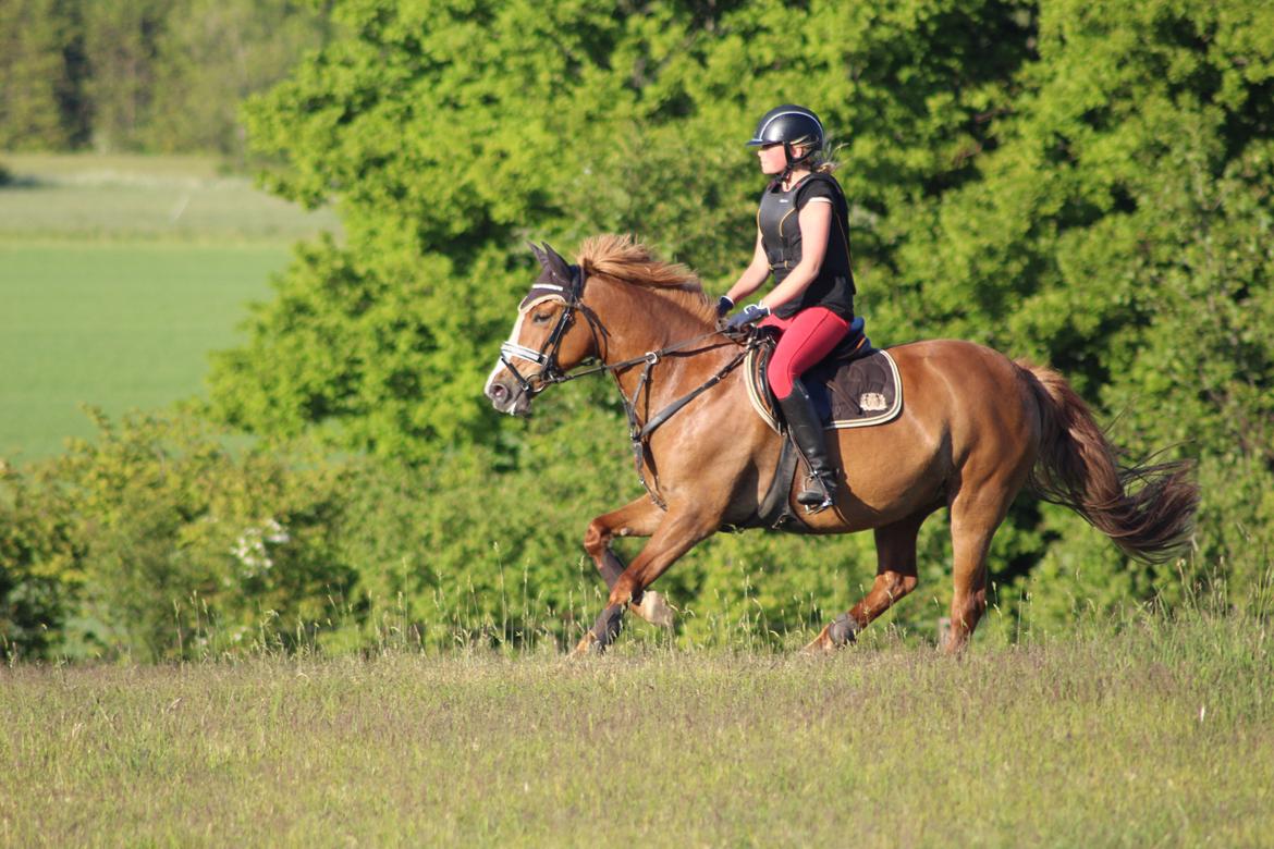 Anden særlig race Eponine!*<3 den bedste pony!<3 billede 20