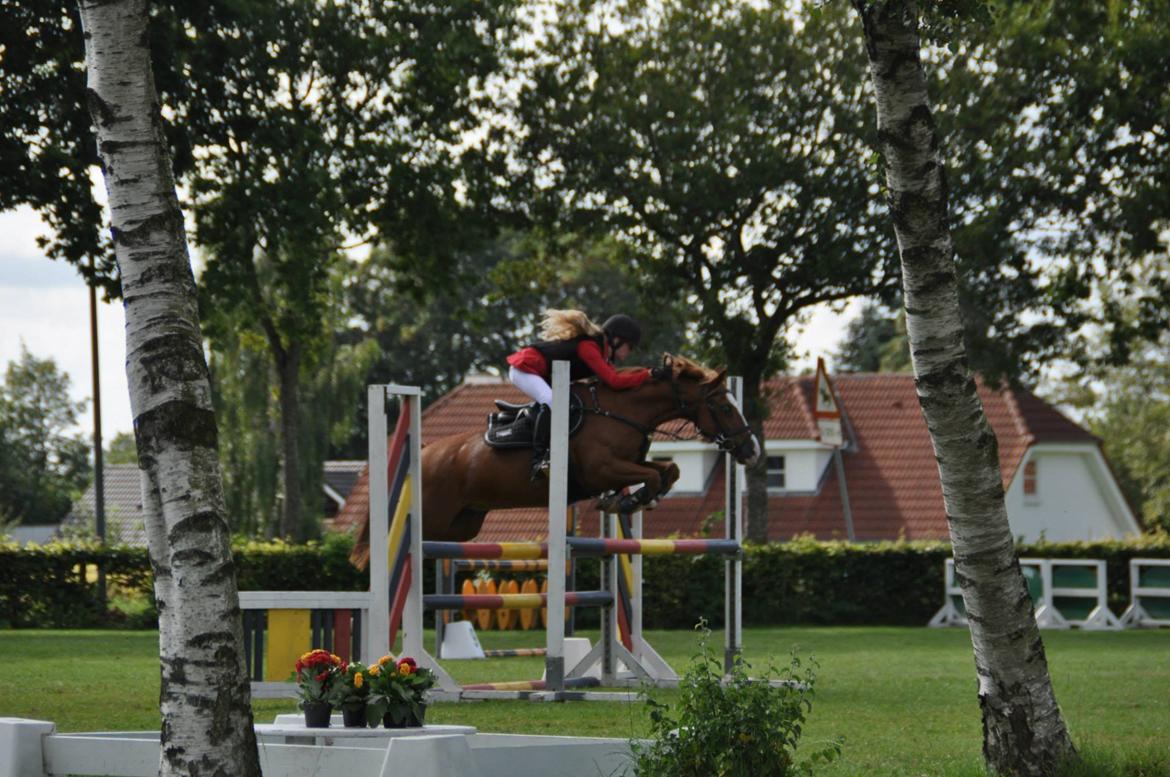 Anden særlig race Armarni - 30 August 2015, Arden - LA** billede 15