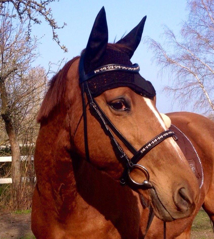 Dansk Varmblod Selina Guinnes billede 1