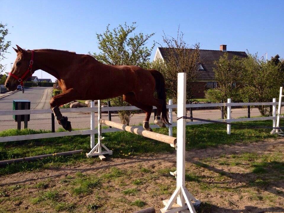 Dansk Varmblod Selina Guinnes billede 2