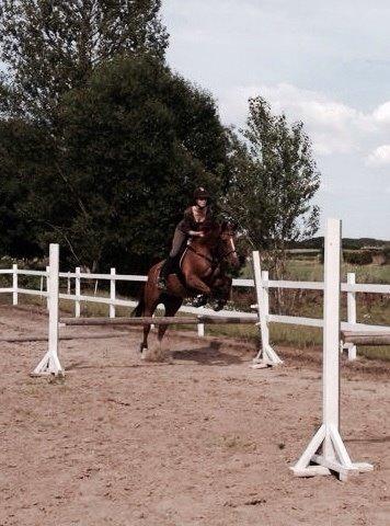 Dansk Varmblod Selina Guinnes billede 3