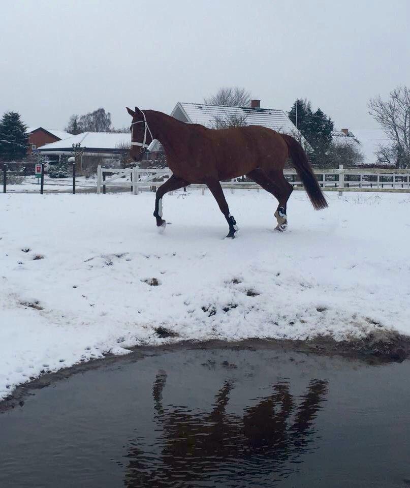 Dansk Varmblod Selina Guinnes billede 4