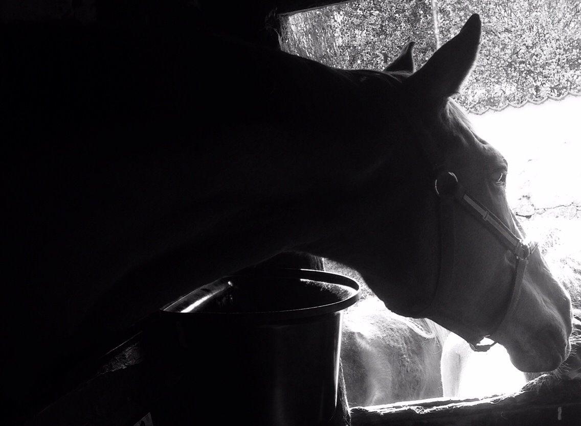 Dansk Varmblod Selina Guinnes billede 5