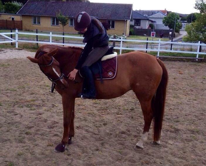 Dansk Varmblod Selina Guinnes billede 6