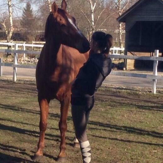 Dansk Varmblod Selina Guinnes billede 8