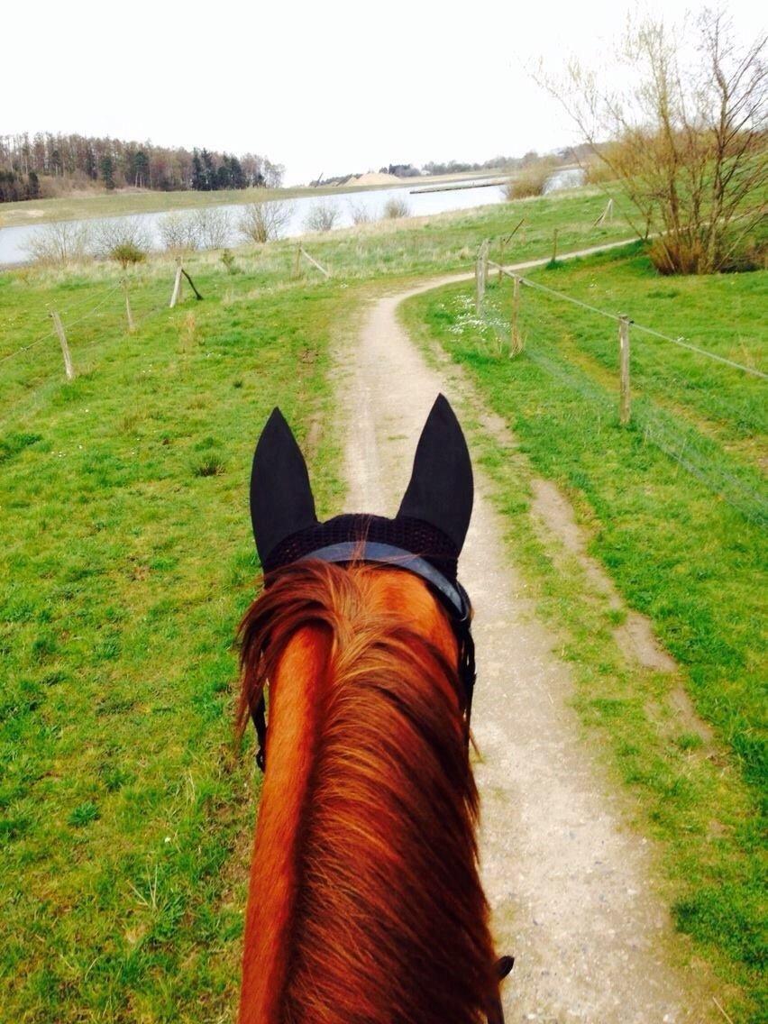 Dansk Varmblod Selina Guinnes billede 7