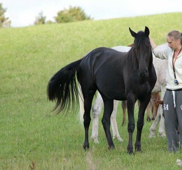 Anden særlig race Farida Arieke  billede 14