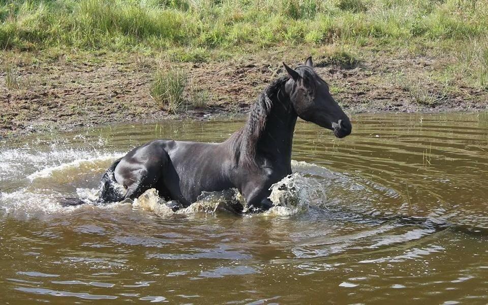 Anden særlig race Farida Arieke  billede 15