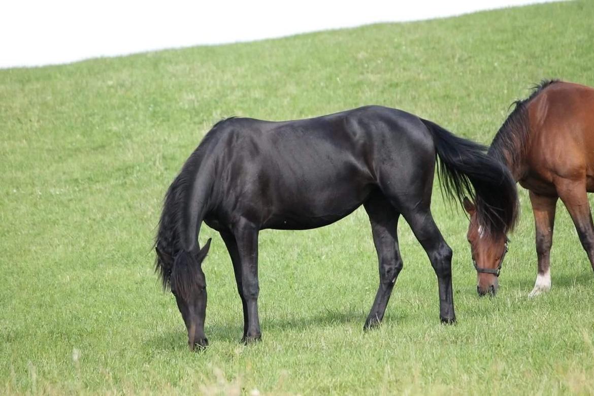 Anden særlig race Farida Arieke  billede 19
