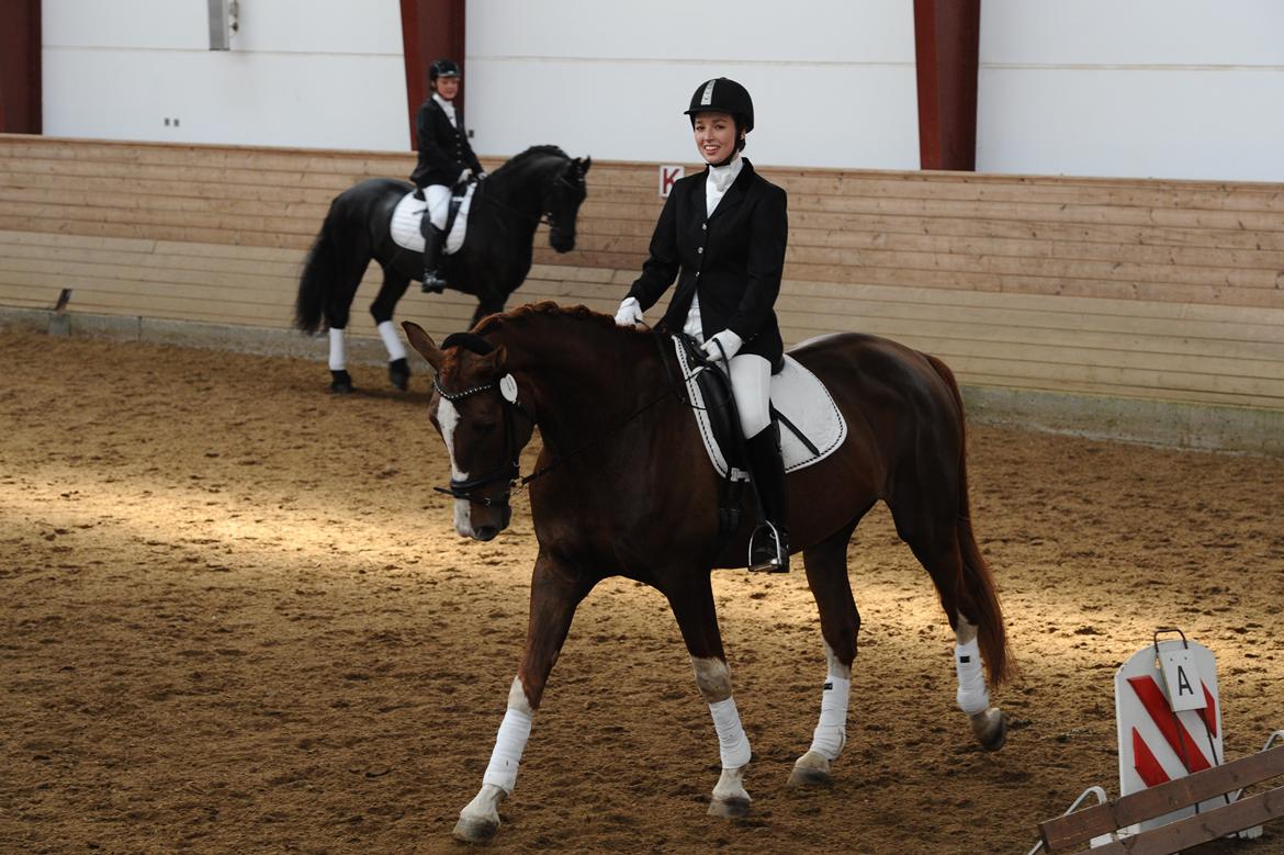 Dansk Varmblod Miró billede 1