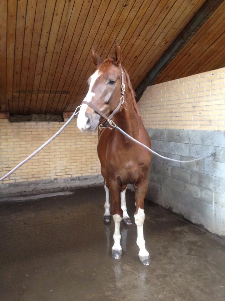 Dansk Varmblod Miró billede 4