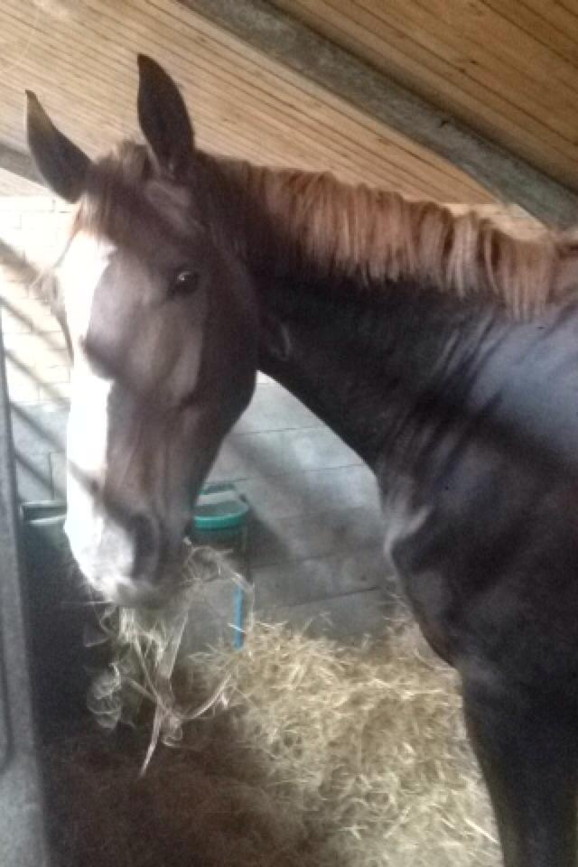 Dansk Varmblod Miró billede 5