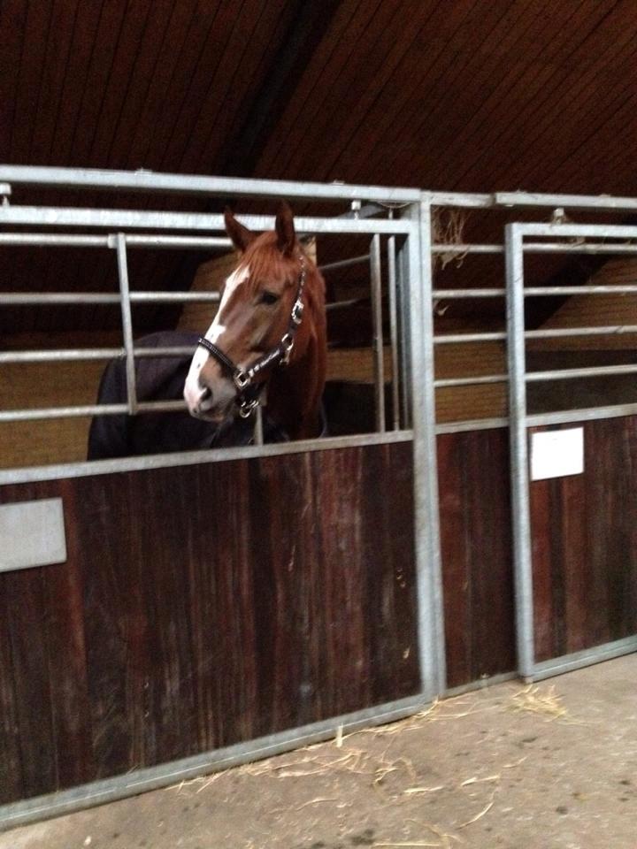 Dansk Varmblod Miró billede 6