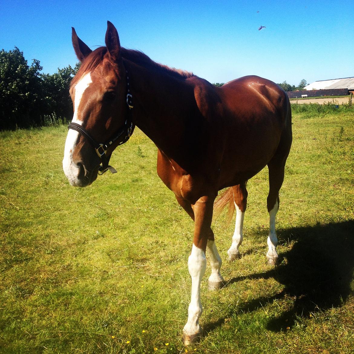 Dansk Varmblod Miró billede 7