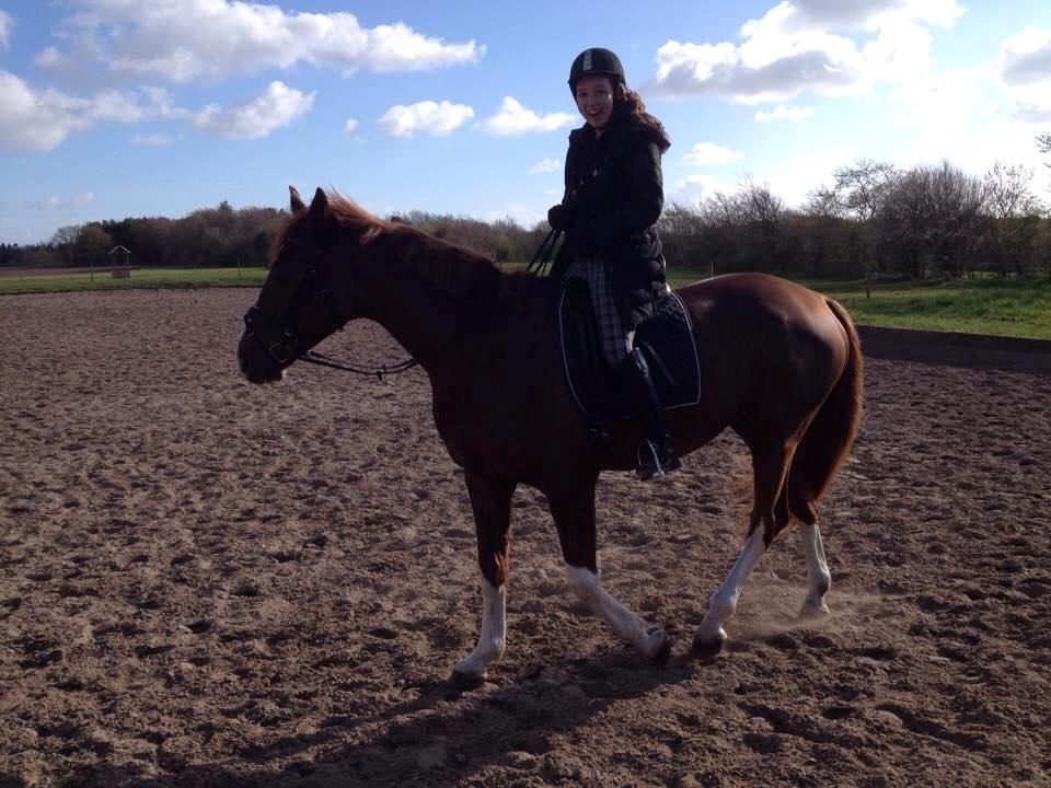 Dansk Varmblod Miró billede 8