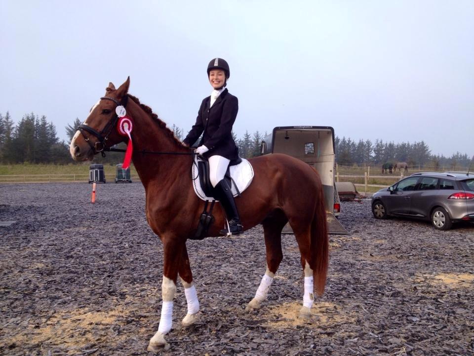 Dansk Varmblod Miró billede 9