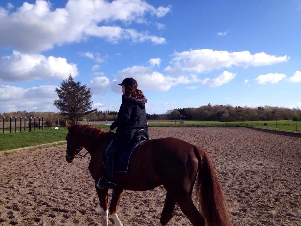 Dansk Varmblod Miró billede 10