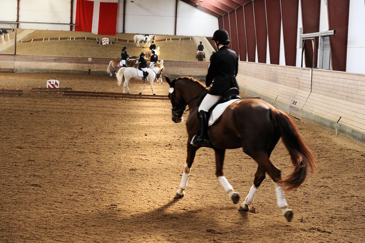 Dansk Varmblod Miró billede 11