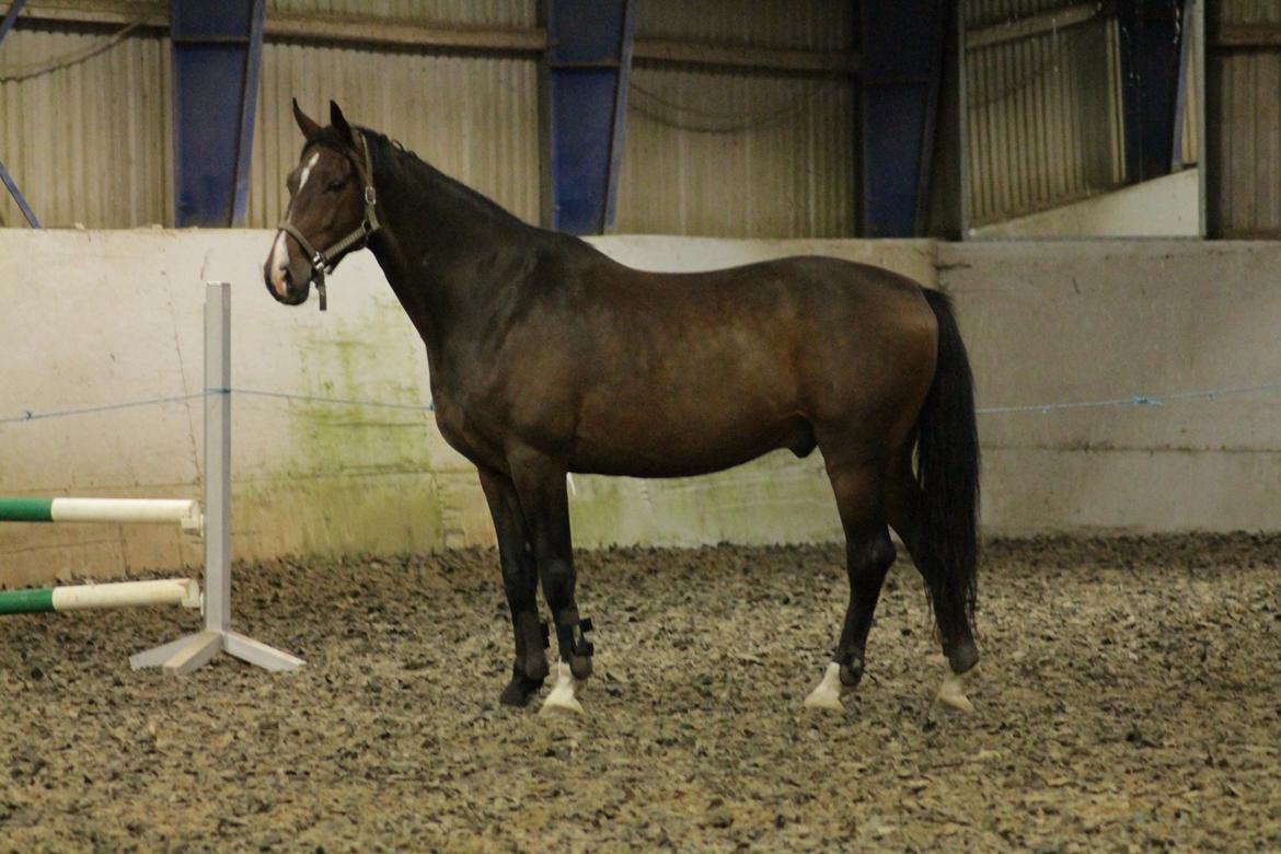 Holstener HOLTELAND BELLISSIMO billede 7