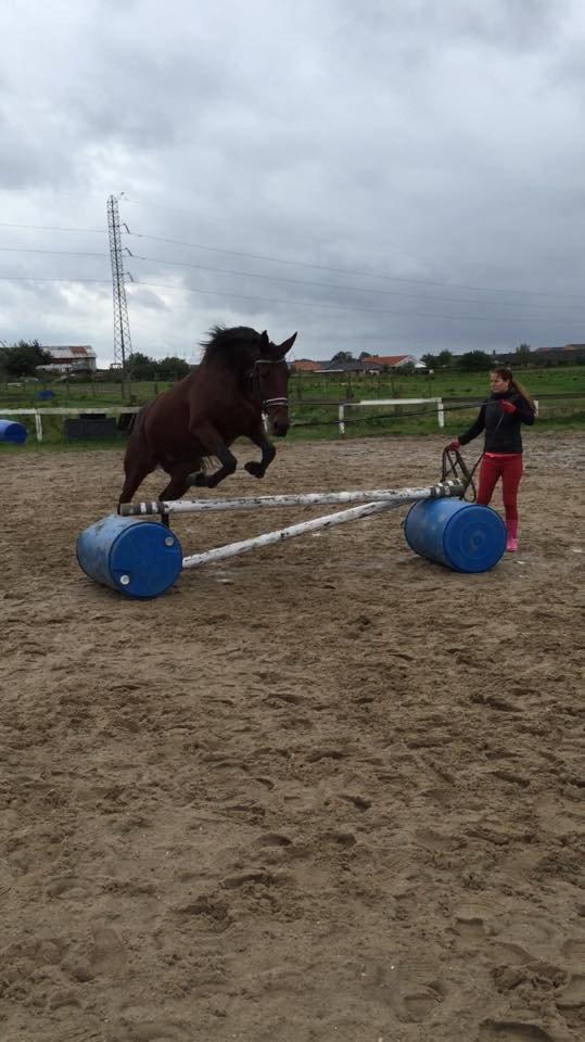 Traver Donna (prima Donna) billede 35