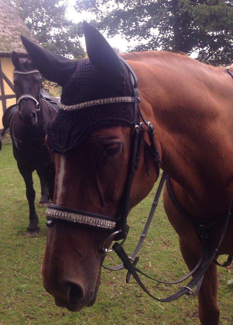 Dansk Varmblod Selina Guinnes billede 9