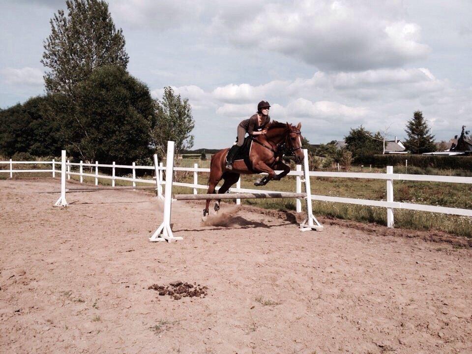 Dansk Varmblod Selina Guinnes billede 10