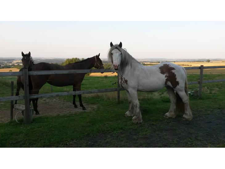 {{currentPhoto.altText}} billede {{currentPhoto.number}}