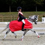 Welsh Pony (sec B) Clausholm Lord Joker Danmarksmester kat III 2015