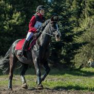 Anden særlig race Spirit