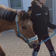 Anden særlig race Cassidy [new forest og nordbakker]