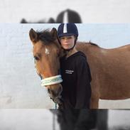 Anden særlig race Cassidy [new forest og nordbakker]