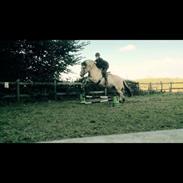 Fjordhest Solgårdens Skipper (SOLGT)