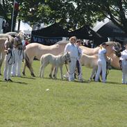 Fjordhest Lyster`s Milky Way solgt