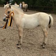 Fjordhest Lyster`s Milky Way solgt