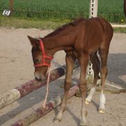 Anden særlig race Celia (Solgt) R.I.P 