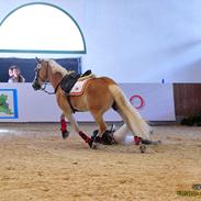 Haflinger Armani af Vognmandsgården