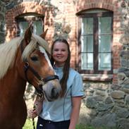 Haflinger Kousteds Ronja