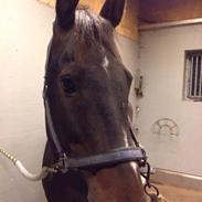 Dansk Varmblod Midt-West Sky Walker
