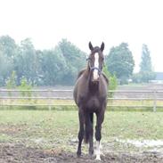 Dansk Varmblod N.O.H's Magie noire