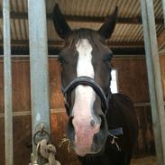 Dansk Varmblod N.O.H's Magie noire