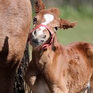 Welsh Pony af Cob-type (sec C) Harvest Ups A Dot