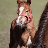 Welsh Pony af Cob-type (sec C) Harvest Ups A Dot