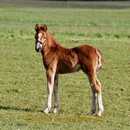 Welsh Pony af Cob-type (sec C) Harvest Ups A Dot