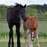 Welsh Pony af Cob-type (sec C) Harvest Ups A Dot