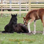 Welsh Pony af Cob-type (sec C) Harvest Ups A Dot