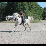 Arabisk fuldblod (OX) Obelix