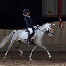 Welsh Pony (sec B) Clausholm Lord Joker Danmarksmester kat III 2015