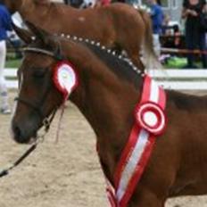 DSP Bomgaardens Banderas <3