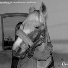 Arabisk fuldblod (OX) Atira |Gummibolden|