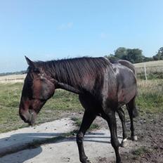 Traver Havanna Sisu (pusle)